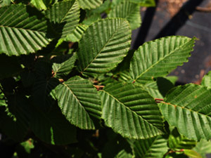 Vivers Càrex - Carpinus betulus